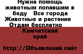 Нужна помощь животным попавшим в беду - Все города Животные и растения » Отдам бесплатно   . Камчатский край